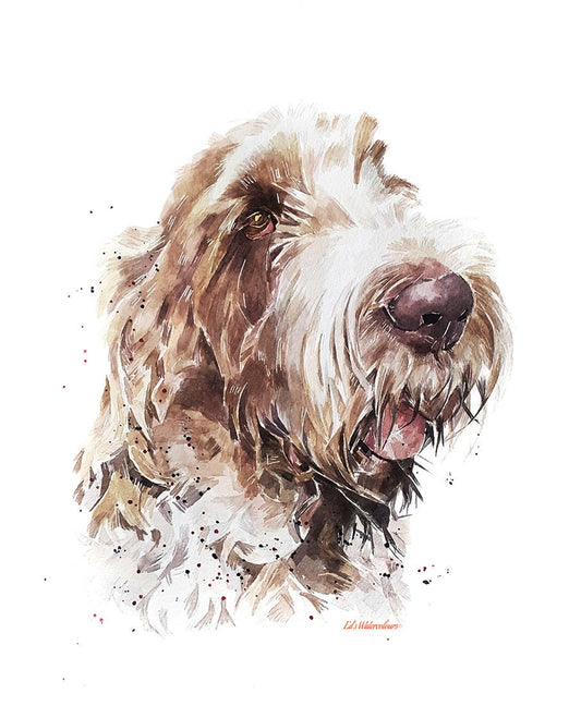 Spinone The Thinker | Dog Art Print | Edswatercolours