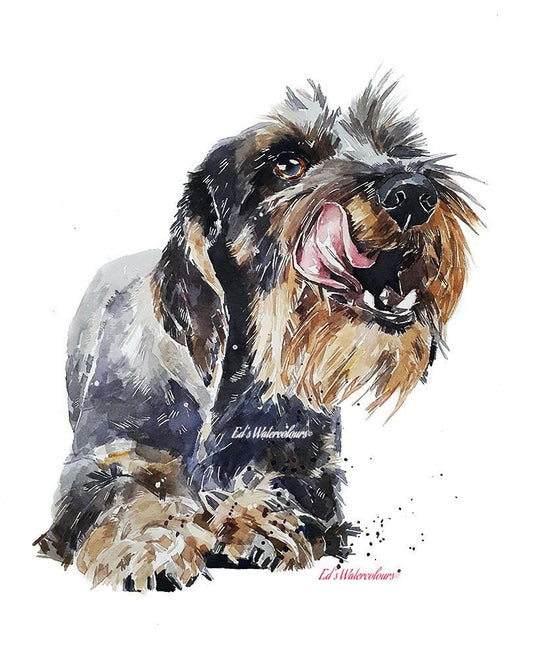 Wirehaired Dachshund 2" Print Watercolour.Wire Doxie, Wire Doxie Art, Wirehaired Dachshund Print,Wirehaired Dachshund wall hanging