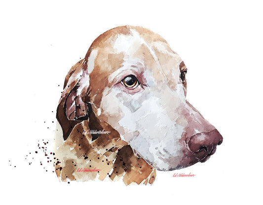 Sugar Vizsla" Print Watercolour.Vizsla art,Vizsla print,Vizsla Watercolour,Vizsla Wall Decor, Vizsla Wall Hanging,Dog Art Print.