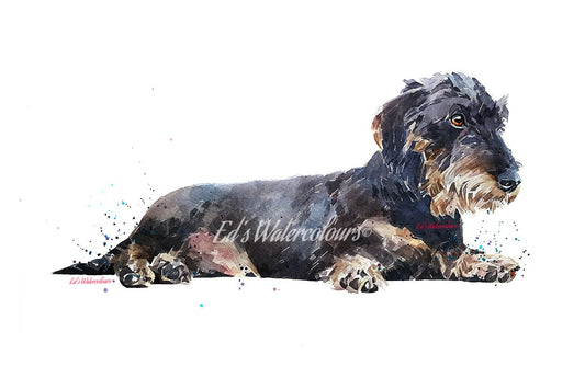 Chilled Out Wirehaired Dachshund "Print Watercolour.Wirehaired Dachshund watercolor,Wirehaired Dachshund wall art,Wirehaired Dachshund decor