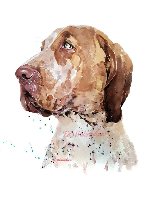 Bracco Italiano." Print Watercolour.Bracco Italiano art,Bracco Italiano print,Bracco Italiano watercolour,Bracco Italiano wall art
