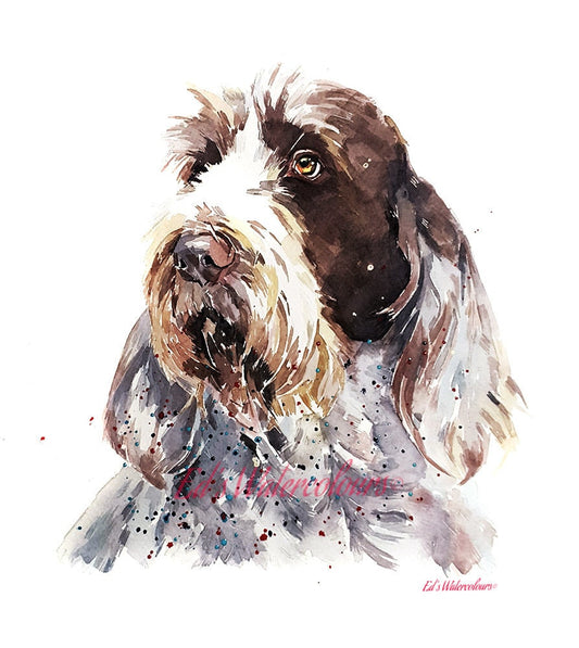 Spinone Lost in Thought " Print Watercolour.Spinone art,Spinone print,Spinone dog art,Spinone wall hanging,Spinone home decor