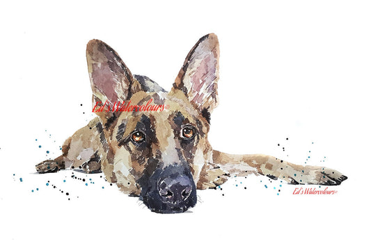 German Shepherd Passed Out " Print Watercolour.GSD Art, GSD Watercolour, German shepherd art print, German Shepherd Watercolor art