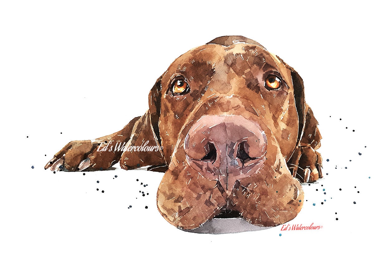 Vizsla Passed Out" Print Watercolour.Vizsla art,Vizsla print,Vizsla Watercolour,Vizsla Wall Decor, Vizsla Wall Hanging,Dog Art Print.