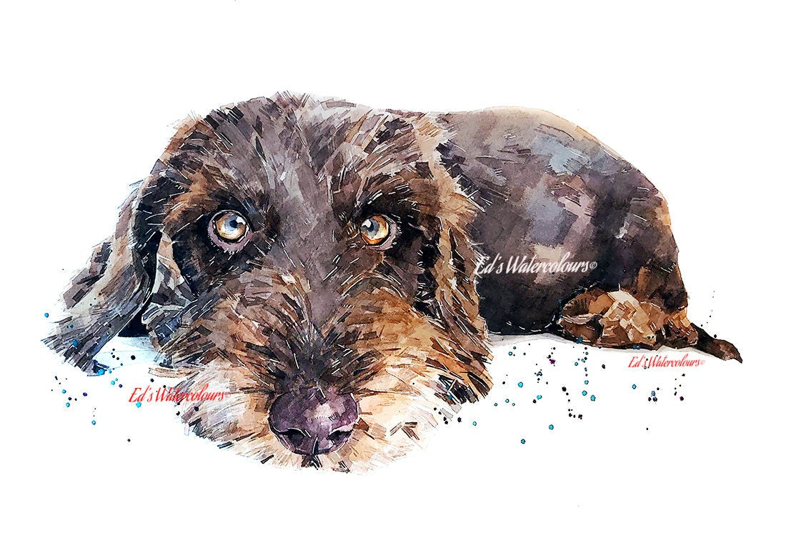 Chocolate Wirehaired Dachshund " Print Watercolour, Chocolate Wirehaired Dachshund print, Chocolate Wire Doxie art