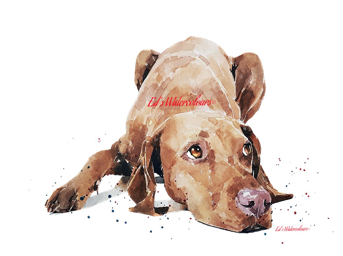 Vizsla - Calm before the Storm"  Print Watercolour. Vizsla art,Vizsla print,Vizsla Watercolour,Vizsla Wall Decor, Vizsla Wall Hanging.