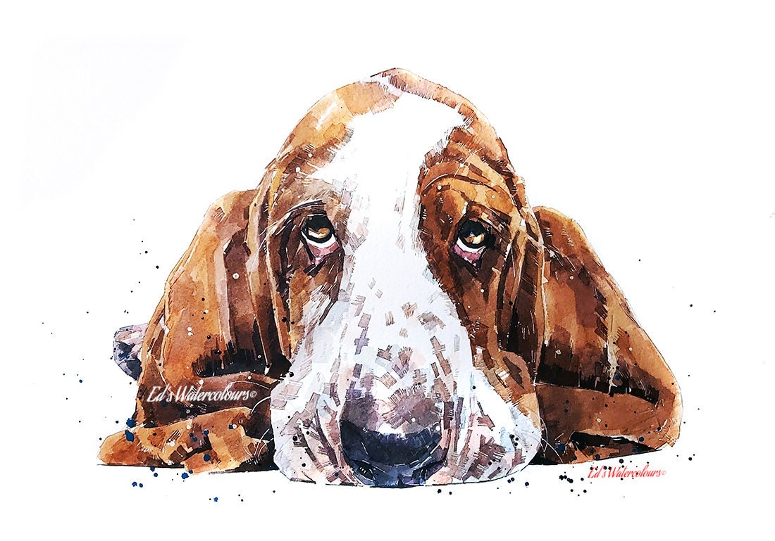 Basset Hound " Print Watercolour,Basset Hound art,Basset Hound print, Basset Hound watercolour