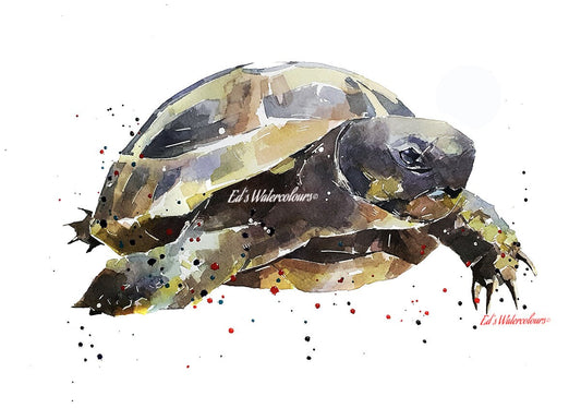 Hermann's tortoise " Print Watercolour.tortoise art,tortoise watercolour,tortoise print,tortoise wall art,tortoise wall hanging