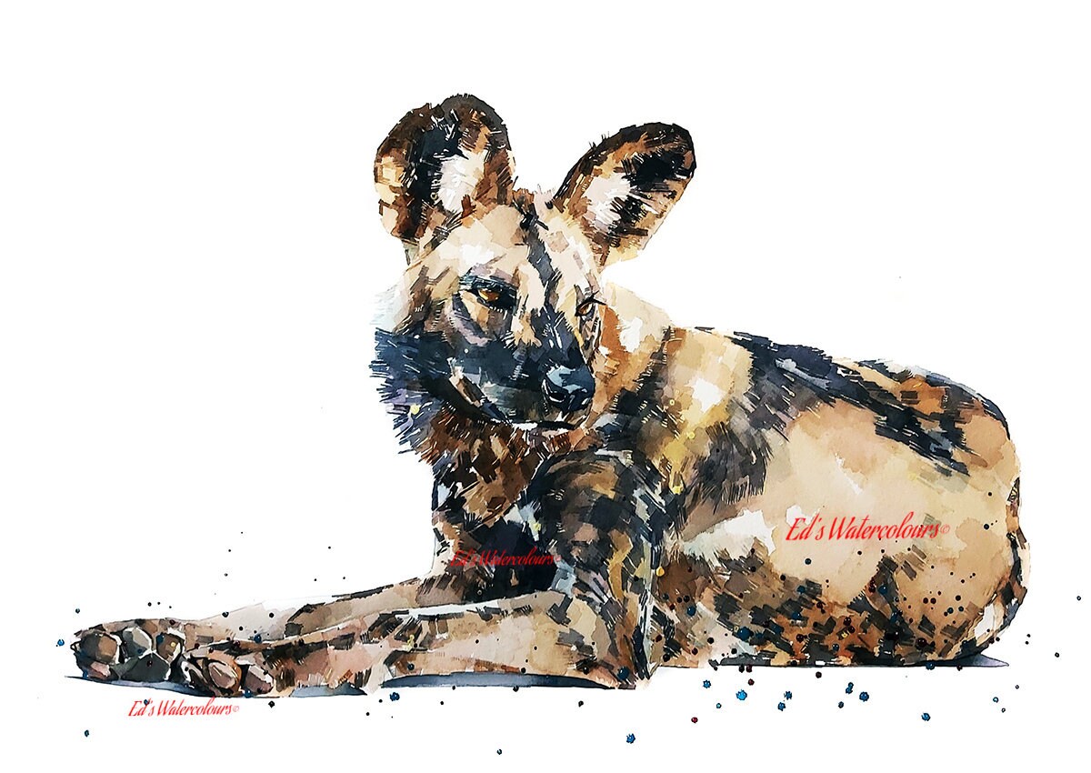 African Wild Dog 3 " Print Watercolour,African Wild Dog art,African Wild Dog print, painted dog watercolour,African Wild Dog watercolour art