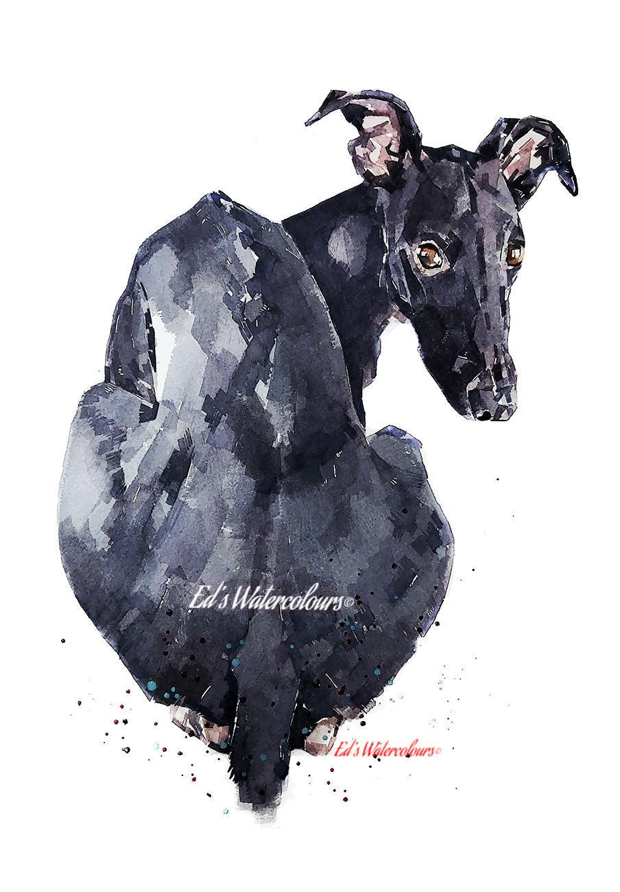 Looking Back ." Print Watercolour.whippet art,whippet print,whippet watercolor,whippet  wall art,whippet art decor