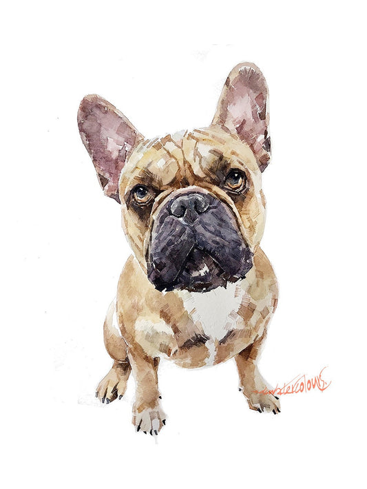 Fawn French Bulldog - Pomp " Print Watercolour, frenchie watercolour, frenchie art print, frenchie wall hanging,French bulldog fawn art