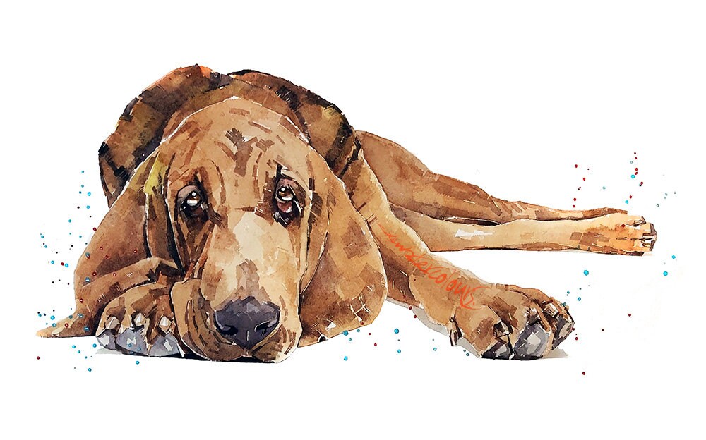 Bloodhound Reclined " Print Watercolour. Bloodhound art,Bloodhound print,Bloodhound watercolour,Bloodhound wall art,Bloodhound decor.
