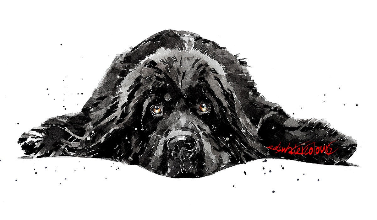 Black Newfoundland dog - Print Watercolour. Newfie dog art, Newfoundland dog print, Newfoundland dog watercolour, Newfoundland dog wall art