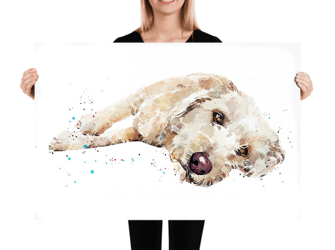 Labradoodle Reclined ." Print Watercolour. Labradoodle watercolor,Labradoodle art print, Labradoodle wall hanging,Labradoodle print.