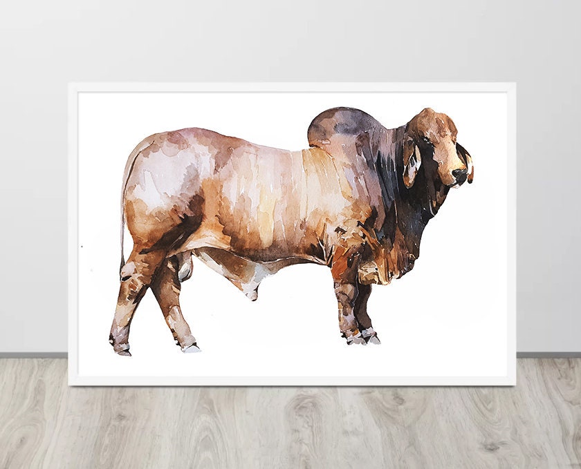 Brahman Bull | Cow Lover Art Print | Edswatercolours