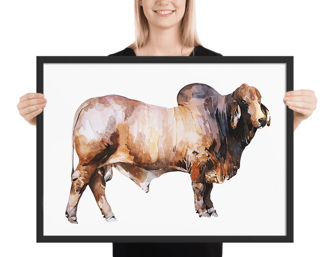 Brahman Bull | Cow Lover Art Print | Edswatercolours