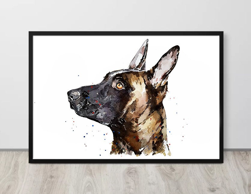Belgian Malinois " Print Watercolour, Belgian Malinois, Belgian Malinois Art, Belgian Malinois Print,Belgian Malinois wall hanging