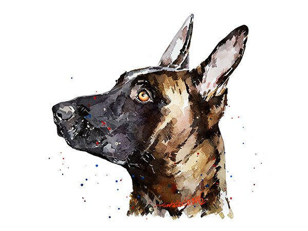 Belgian Malinois " Print Watercolour, Belgian Malinois, Belgian Malinois Art, Belgian Malinois Print,Belgian Malinois wall hanging
