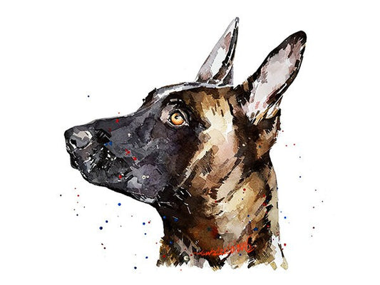Belgian Malinois " Print Watercolour, Belgian Malinois, Belgian Malinois Art, Belgian Malinois Print,Belgian Malinois wall hanging