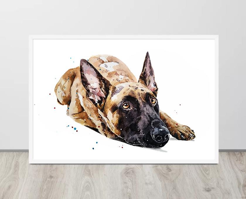 Belgian Malinois III" Print Watercolour, Belgian Malinois, Belgian Malinois Art, Belgian Malinois Print,Belgian Malinois wall hanging