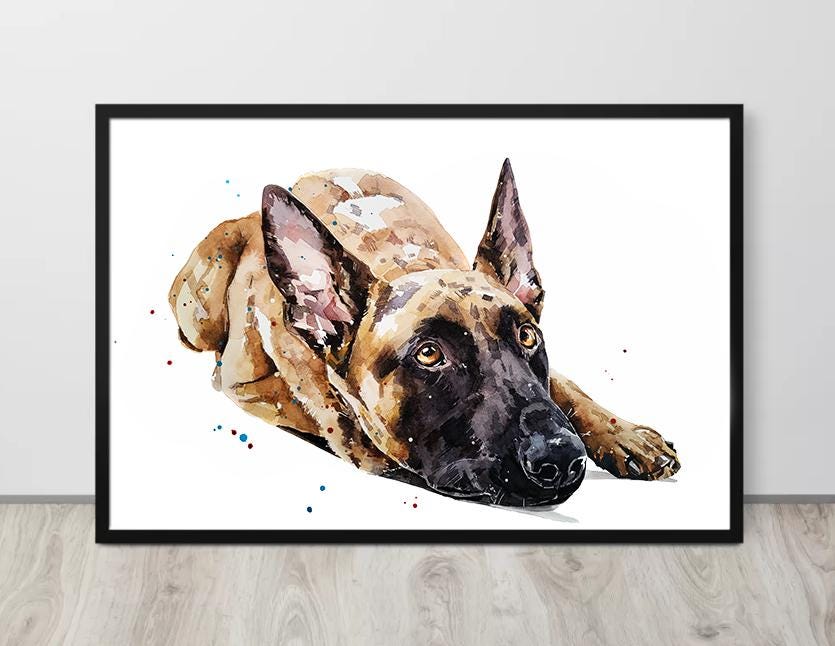 Belgian Malinois III" Print Watercolour, Belgian Malinois, Belgian Malinois Art, Belgian Malinois Print,Belgian Malinois wall hanging