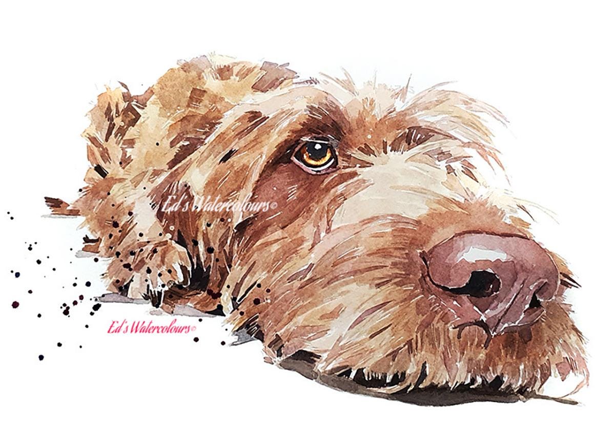 Wirehaired Vizsla Mini Art Print 17x12cm – Framed White Rustic Frame (Assorted) Wire Vizsla art print framed,vizsla dog decor,dog lover gift