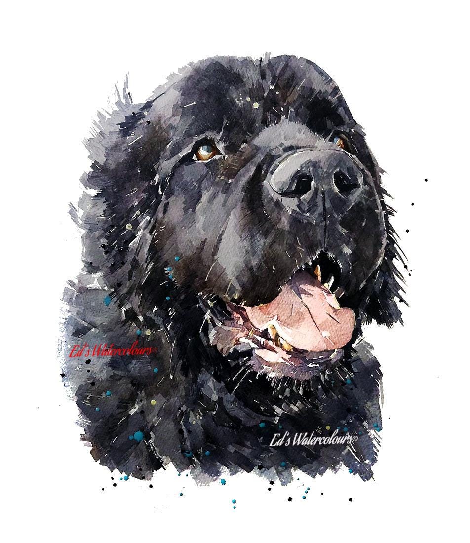 Newfoundland Dog Mini Art Print 17x12cm –Framed White Rustic Frame (Assorted) Newfie Dog art print framed,Newfie dog decor,Newfie lover gift