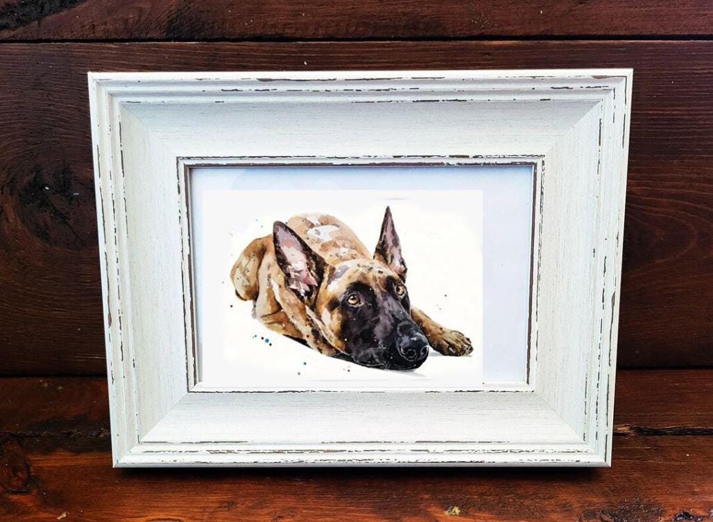 Belgian Malinois Mini Art Print 17x12cm – Framed White Rustic Frame – Loyal, Brave, Intelligent