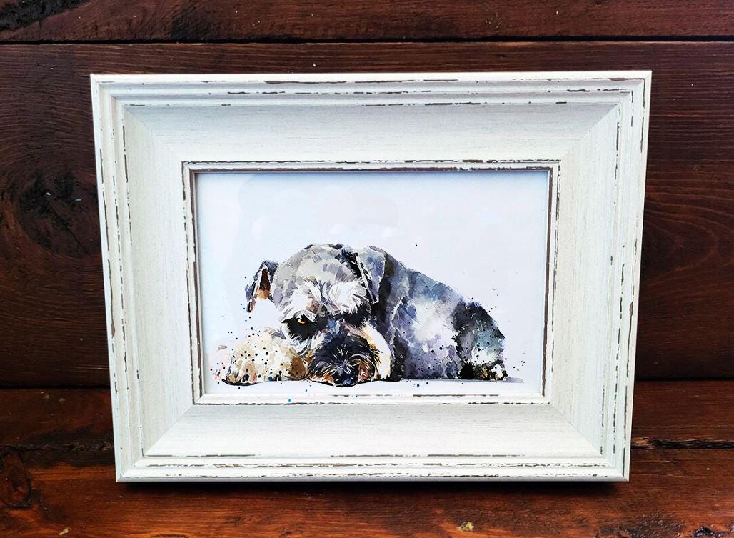 Schnauzer Mini Art Print 17x12cm – Framed White Rustic Frame – Proud, Perky, Perfectly Bearded
