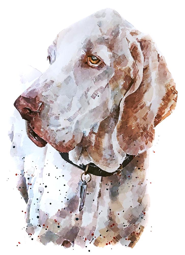 Bracco Italiano Greeting Card | Dog Lover Gift | Edswatercolours