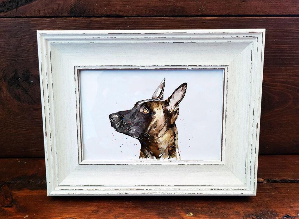Belgian Malinois Mini Art Print 17x12cm – Framed White Rustic Frame – Loyal, Brave, Intelligent