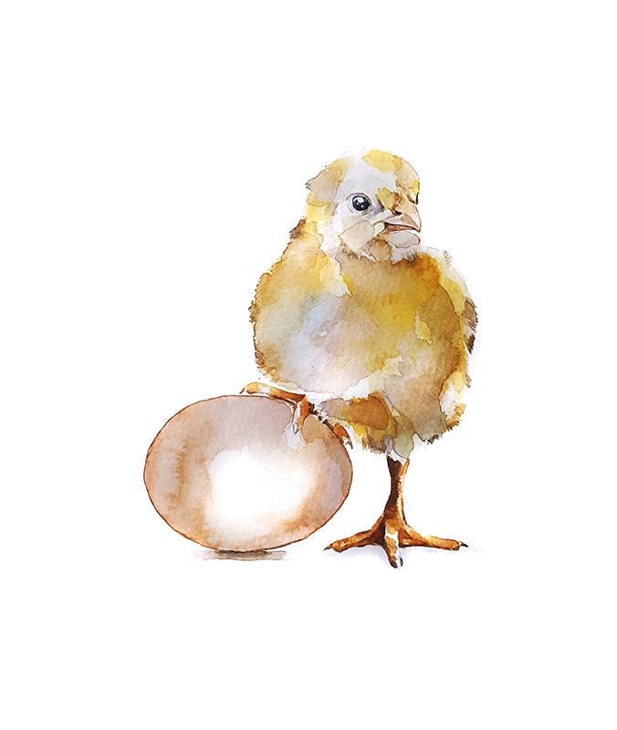 Lil Chick and Egg Greeting Card | Country Animal Gift | Edswatercolours