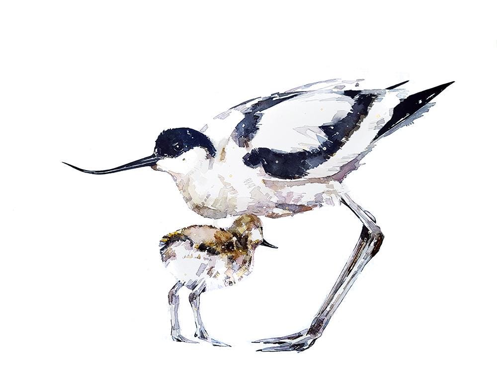 Avocet and Chick Christmas Ornament | Wildlife Gift | Edswatercolours