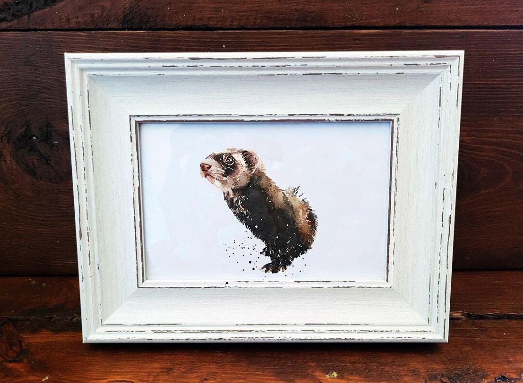 Ferret Mini Art Print 17×12cm – Framed Rustic White Frame – Curious, Attitude,mischief