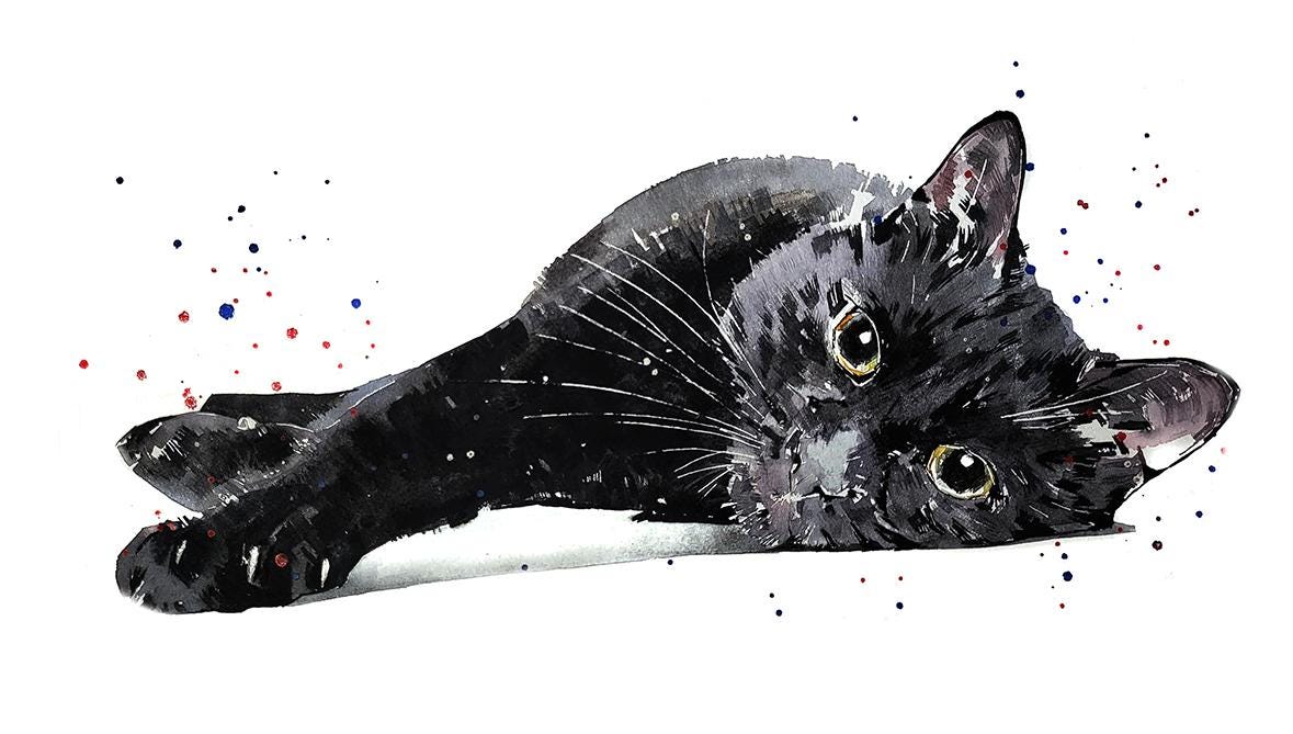 Black Cat Mini Art Print 17×12cm – Framed Rustic White Frame – Mysterious, Judgy, Runs the House