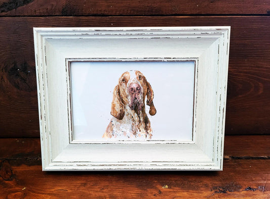 Bracco Italiano Mini Art Print 17×12cm – Framed Rustic White Frame – Elegant Nose, Dramatic Ears, Italian Charm