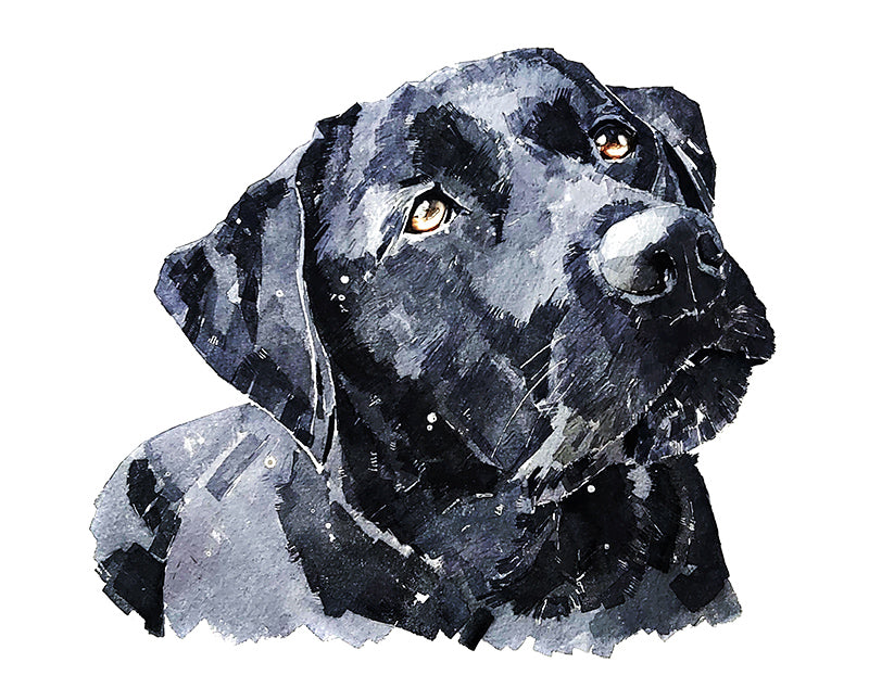 Black Labrador  | Dog Art Print | Edswatercolours