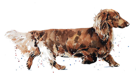 long haired dachshund - Original Watercolour Art