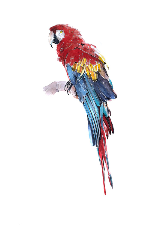 Scarlet Macaw Parrot Watercolour Art Print | Bird Lover Gift | Edswatercolours