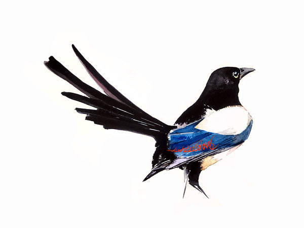Original Mini “Tailfeather Magpie ” Watercolour – 18x12cm Framed Wildlife Artwork by Edswatercolours