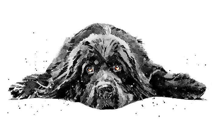 Newfoundland Dog | Dog Art Print | Edswatercolours