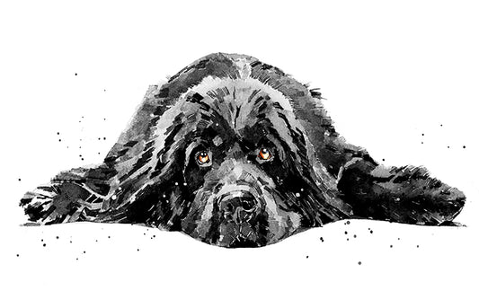 Newfoundland Dog | Dog Art Print | Edswatercolours