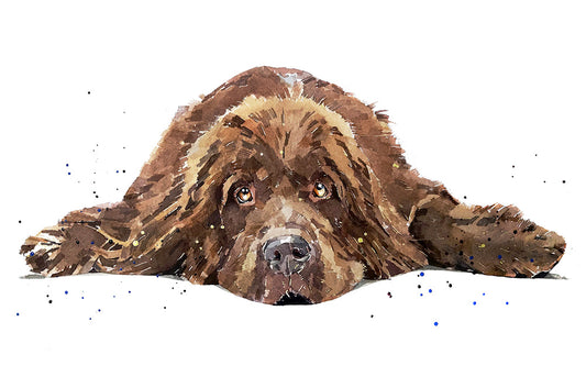 Newfoundland Dog | Dog Art Print | Edswatercolours