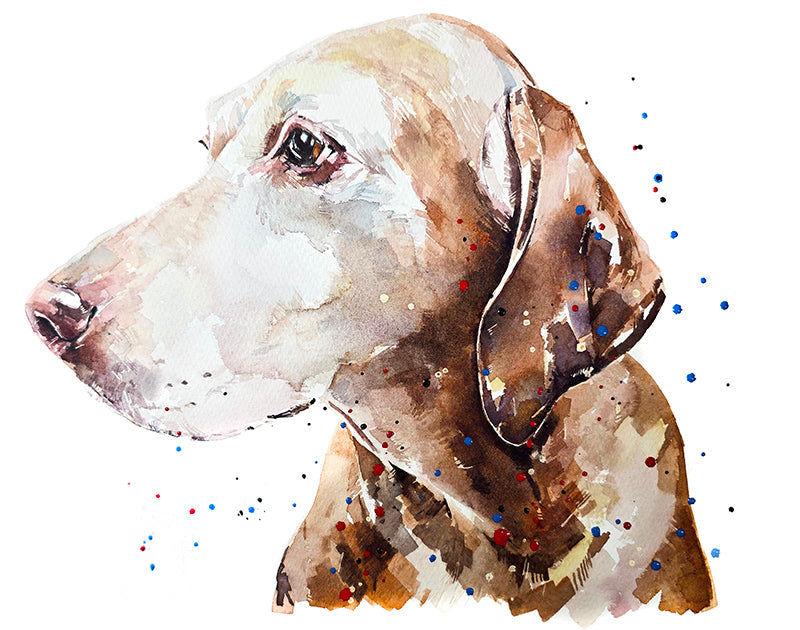 Vizsla III | Original Watercolour | Dog Lover Gift | Edswatercolours