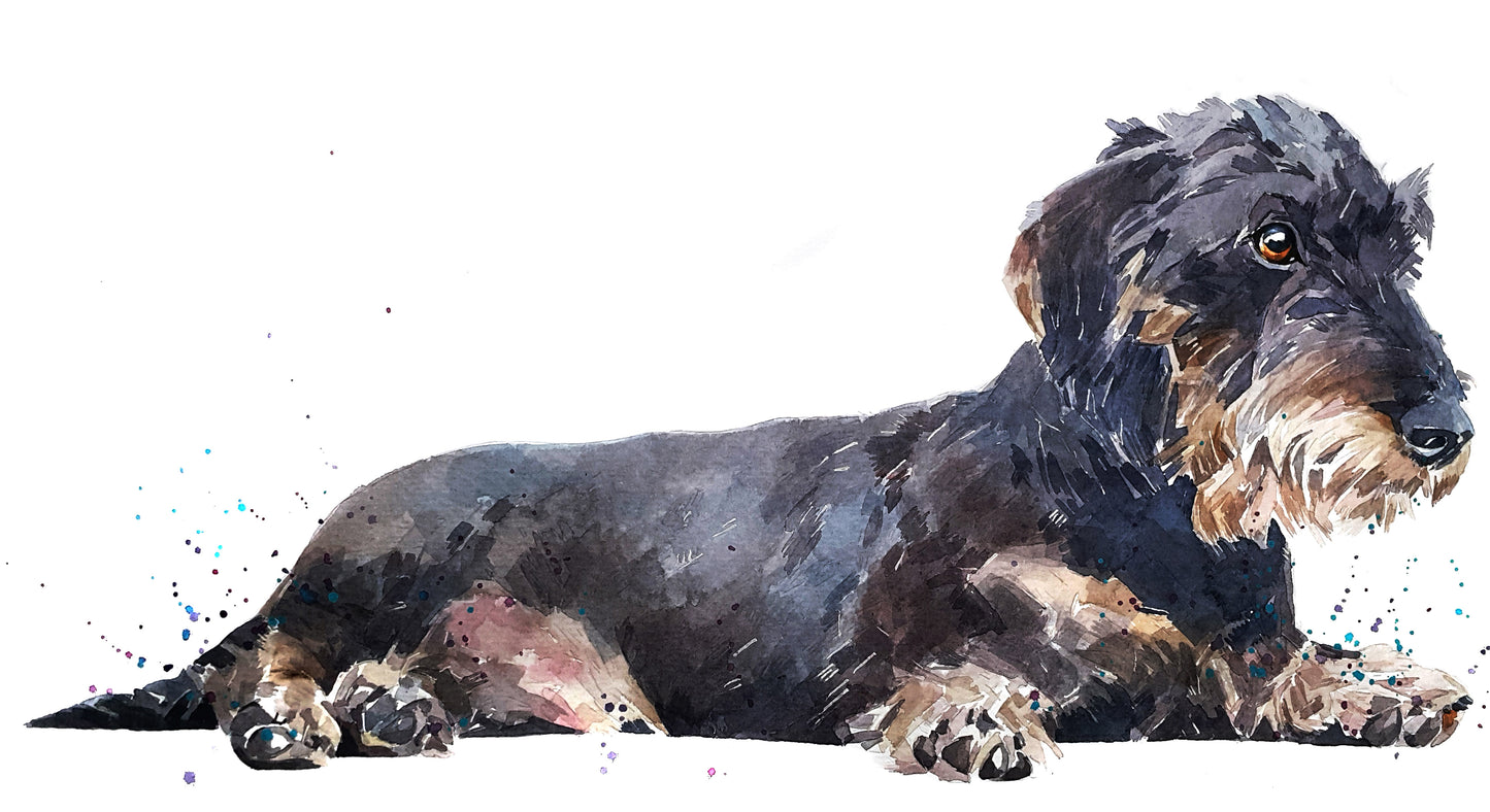 Wirehaired Dachshund Chilled Out | Dog Art Print | Edswatercolours