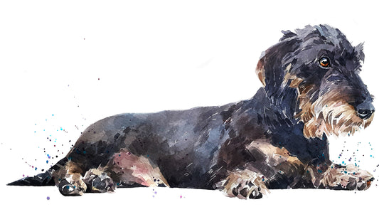 Wirehaired Dachshund Chilled Out | Dog Art Print | Edswatercolours