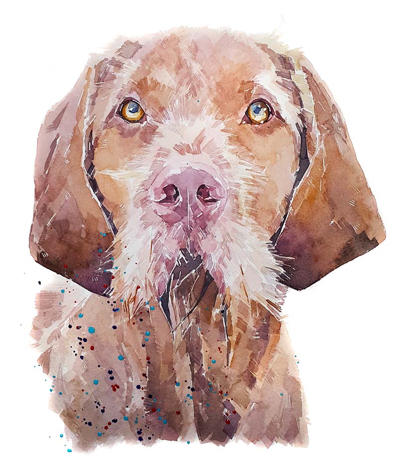 Wirehaired Vizsla Regal | Dog Art Print | Edswatercolours