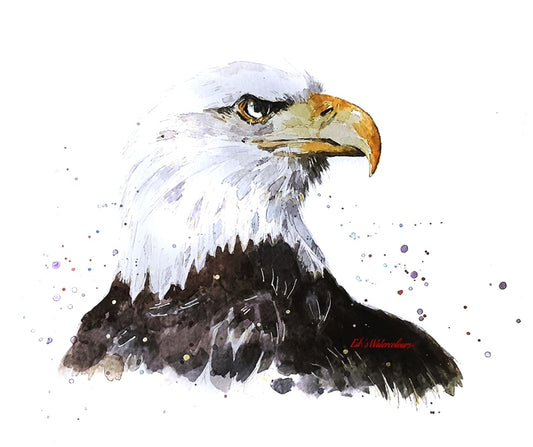 Bald Eagle Watercolour Art Print | Bird Lover Gift | Edswatercolours