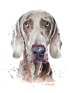 "Weimaraner: A Gentle Soul" - Watercolour Print