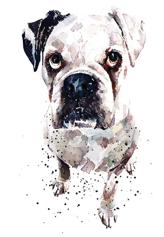 White Boxer Dog 2 - What big eyes you have - Print Watercolour,Boxer dog Print,Boxer dog Watercolour,boxer dog art,Boxer dog decor